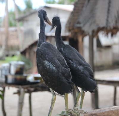 Newly caught young egrets