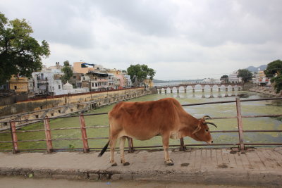 Cow on bridge