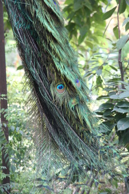 Peacock in Umaid Gardens