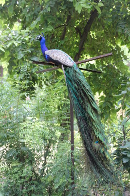 Peacock in Umaid Gardens