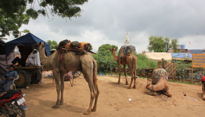 Short stop in Pushkar on the road from Jodhpur to Agra