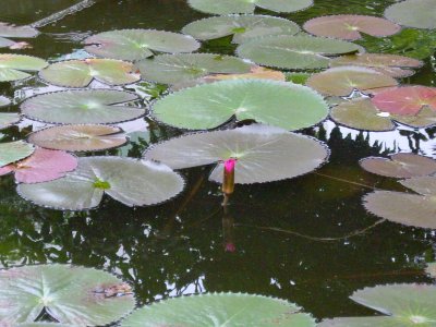 Lotus. Temple of Literature