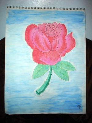 Pastel Rose