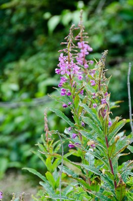 _DSC6746.jpg