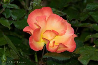 Sherbert Rose
