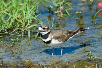 Killdeer