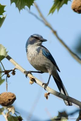 Scrub Jay