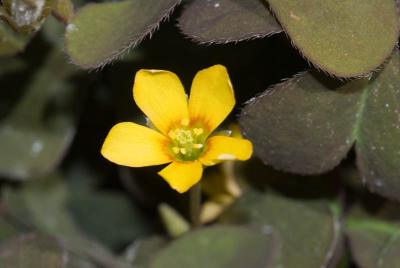 Tiny Flower