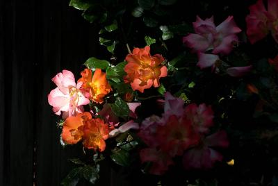 Early Light