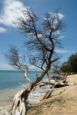 Tree Lined Shore