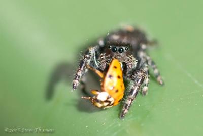 Spider with Ladybug