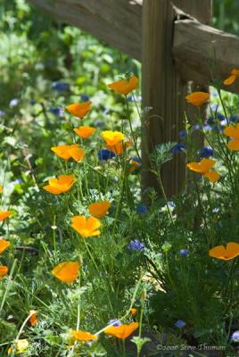 Poppies and Fence