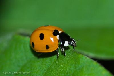 Ladybug