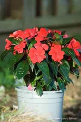 Time to plant