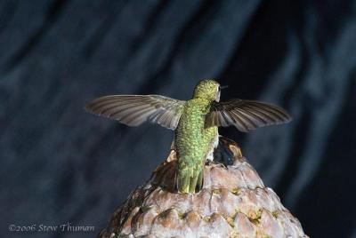 Hummingbird bath