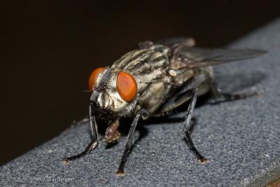 Big Fly