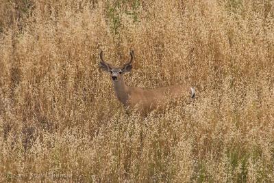 Young Buck