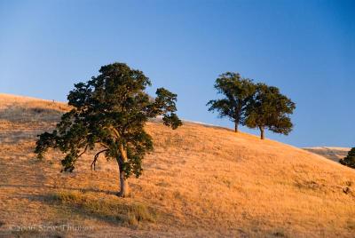 California Gold