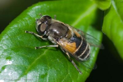 Bee? Fly?