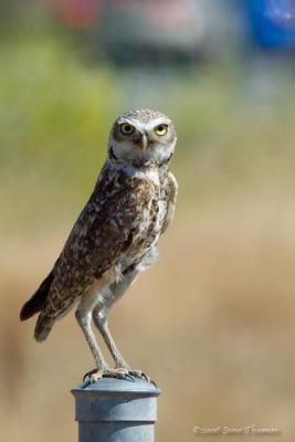 Cartoon Owl