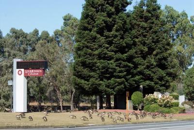 Geese at LMC