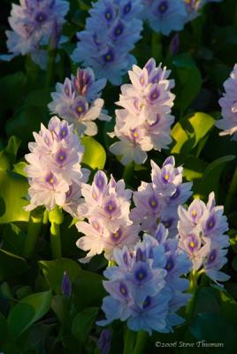 Delta Hyacinth