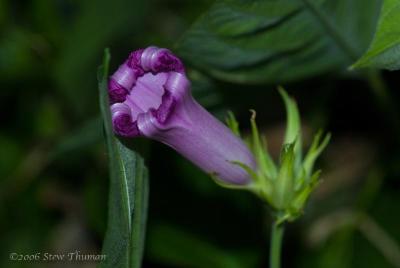 Morning Glory