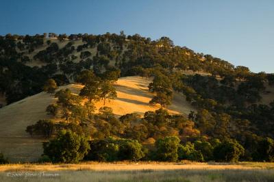 Golden Hill