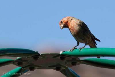 House Finch