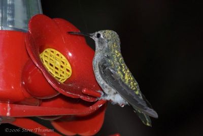 Yet Another Hummingbird