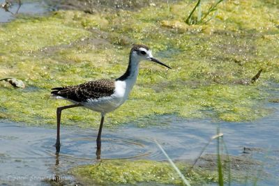 Young Black-necked Stilt