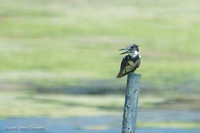 Belted Kingfisher