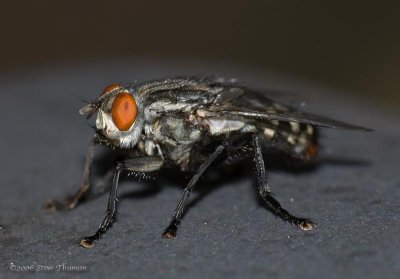 Big Fly