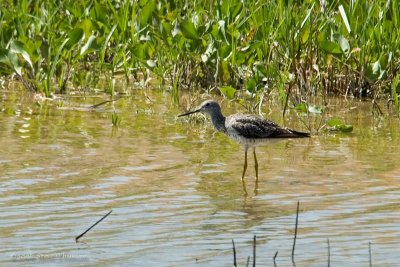 Greater Yellowlegs