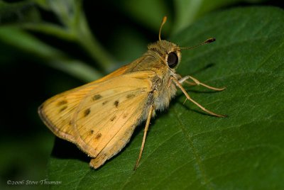Skipper