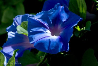 Moening Glory