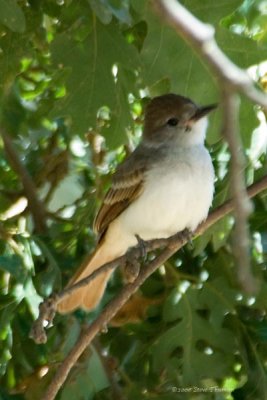 Tweet Tweet