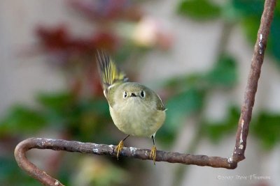 Kinglet