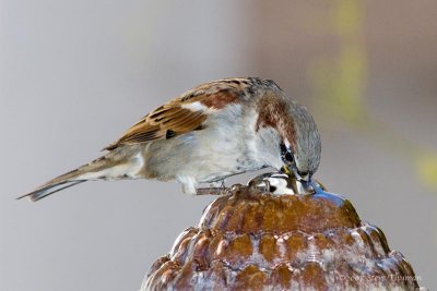 Thirsty Sparrow