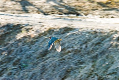 _DSC7793.jpg