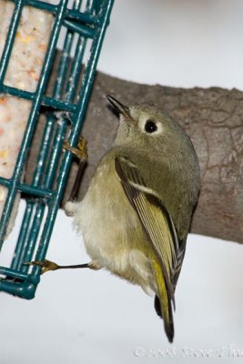 Kinglet