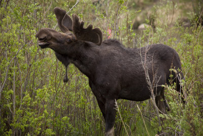 Moose on the Loose
