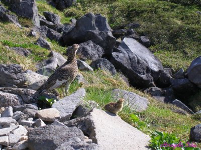 rock ptarmigan's baby