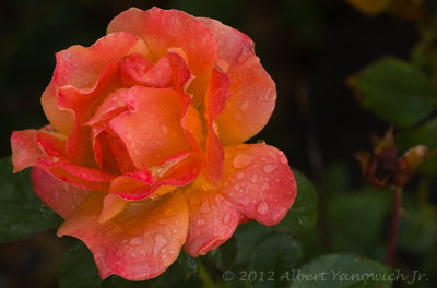 Flower 4