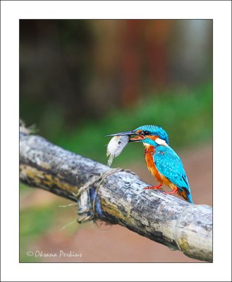 Kingfisher, Kerala, India