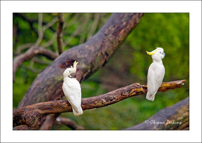 - Ok, ok, you are the best parrot in the whole wide world! - Hmmm...