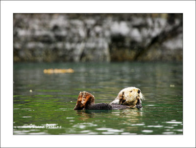 Sea Otter, Tutka Bay, Alaska