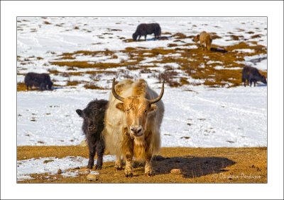 Yaks