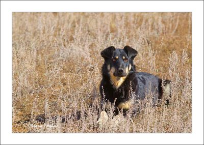 Mongolian Pure Bred Mongrel