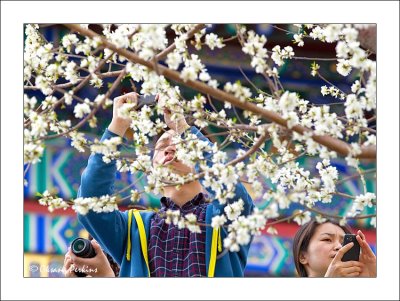 Cherry blossoms